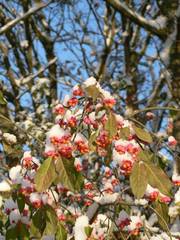 schneebedeckte Pfaffenhtchen