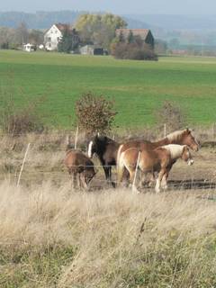 unsere Pferde auf herbstlicher Koppel, im Hintergrund Moosing