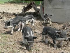 Manchmal bewegen sie sich auch schneller, wobei es nur selten wie hier nach vorne ist, das Essen haben sie nmlich noch nicht entdeckt.