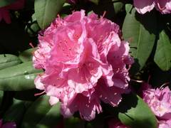 Rhododendronblte