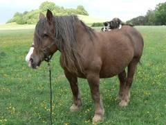Strolch, unser kleiner Kater, bei seinen ersten Gehversuchen.