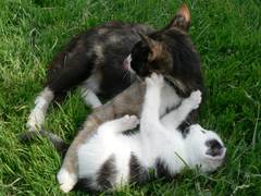 Unsere kleiner Kater versucht seine Mutter anscheinend wegzuschieben.