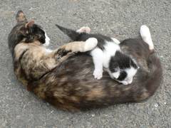 Der Blick des Ktzchen ist zwar noch etwas schlfrig aber gleich wird er hell wach sein.