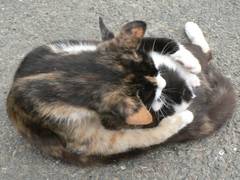 Hmm, schmeckt so ein kleiner Kater gut.