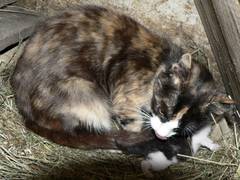 Strolch muss mit seinen jungen Tagen anscheinend schon Kletterbungen machen!