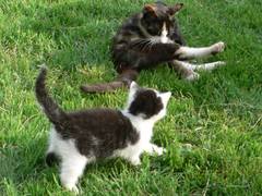 Hier  pirscht sich Strolch an seine Mutter heran, da er sie zum Spielen auffordern will.