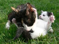 Hilfe, Mami mut Du immer so ordentlich sein!