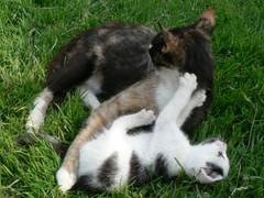 Hier mit noch grerem Einsatz! Aber die Katze lt sich einfach nicht wegschieben.