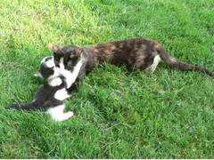 Auf der Mutter mu es sich anscheinend besonders gut schlafen lassen.