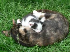 Die Katze scheint ihren Sohn Strolch wirklich gern zu haben.