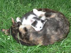 Bei den Menschen wrde doch keine Umarmung besser aus sehen, als bei diesen beiden Katzen.