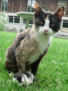 Hier bei dieser Glucke im Nest, hat unsere Katze Roswitha ihr Ktzchen zur Welt gebracht.