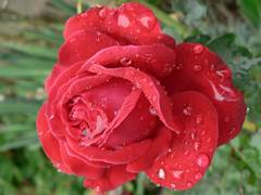 Rote Rose mit Regentropfen