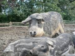 2006 hatte sie wesentlich weniger Ferkel als Sylvia, sie wuchsen aber wunderbar heran.  2006 war wohl ihr erstes Jahr als Mutter.