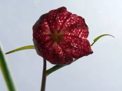 Schachbrettblume gegen Himmel