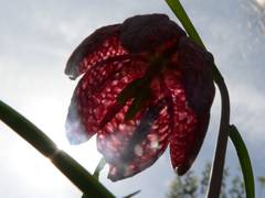 Schachbrettblume mit Sonneneinstrahlung