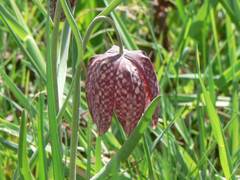 Diese Schachbrettblume wchst bei unserer Schwengelpumpe im Garten