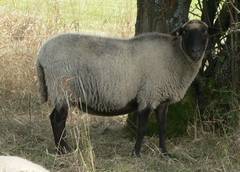 Mit dem dunkeln Baum im Hintergrund kann man kaum noch den Kopf des Schafes erkennen.