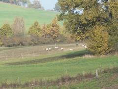 unsere Schafe auf herbstlicher Weide