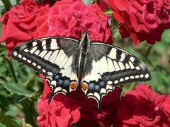 Den Schwalbenschwanz haben wir zum Photographieren auf diese Rose gesetzt.
