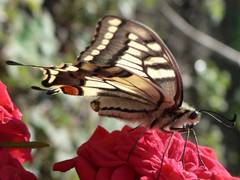 Schwalbenschwanz auf einer Rose, dieses mal von der Seite aufgenommen