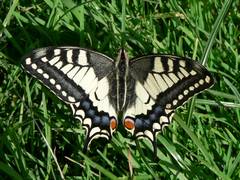 Ein frisch geschlpfter Schwalbenschwanz auf der Wiese, er war noch nicht einmal fertig abgetrocknet.