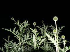 'Arctic Glow' so heit diese Distel, welche gegen den Abendhimmel aufgenommen ist.