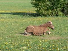 So jetzt geht es zum Aufstehen. Also erst das rechte Vorderbein in Position bringen und dann...