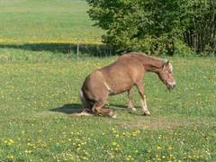 Nun Pferdchen hops!!