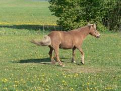 Anschlieend peitscht unser Pferd Sternchen erst einmal mit dem Schweif.
