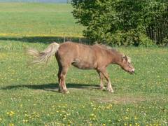 Und jetzt neigt die Stute ihren Kopf, immer noch schttelnd, nach unten.