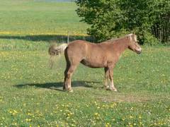 Zum Schluss steht unser Pony so da, als ob es bald gekrt werden soll.