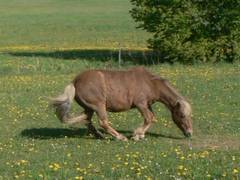 Bei dieser Bilderfolge kann man sich jetzt mal richtig den Wlzvorgang, mit samt Hinlegen und Aufstehen anschauen.