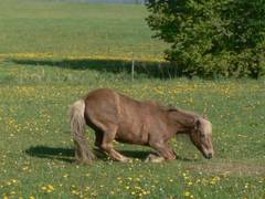 Hier liegt die 1,27 m groe Stute schon fast.