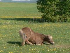 Gleich wird es noch einen Plumps machen, wenn das Hinterteil am Boden angekommen ist.