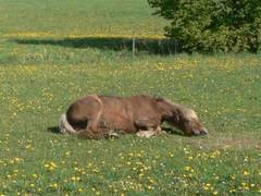 Nun streckt das Pferd erst einmal den Kopf aus und dann ...