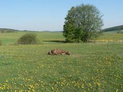 ...rollt sie sich zur Seite.