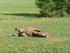Jetzt muss etwas mehr Schwung genommen werden, sonst schafft sie es nicht auf die andere Seite!