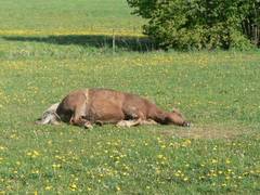 Auf diesem Bild sieht das Pony leicht geschafft aus.