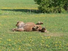 Jetzt nimmt Sternchen noch einmal viel Schwung und schafft es auf die andere Seite.