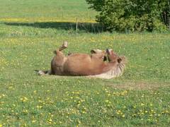 Das ist doch ein tolles Bild von einem wlzenden Pferd und vor allem wie die Mhne so nach unten hngt.