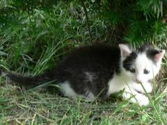 Der Kater Strolch scheint ziemlich geschafft zu sein.
