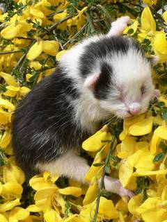 Hier hngt unsere kleine Katze, die noch nicht einmal sehen kann, im Ginster.