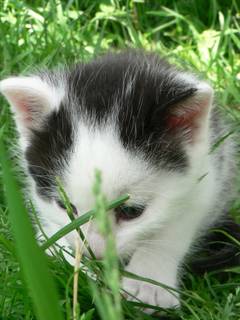 Strolch untersucht anscheinend gerade das Gras nach irgendeinem ebaren Insekt.