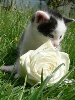 Strolch in Schleifen.