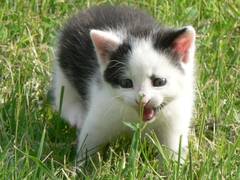 Strolch, unsere kleine Katze beschimpft gerade diesen Hahnenfu und fragt Was machst Du denn da? Kannst Du mir nicht aus dem Weg gehen!