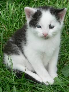 Unsere zwei Katzen auf unserer Stute Taquine mit dem Deutes im Hintergrund.