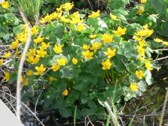 Sumpfdotterblume an unserem Teich