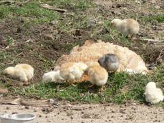 Nachdem die Glucke 21 Tage auf den Eiern sa, nimmt sie jetzt erst einmal ein ausgedehntes Staubbad.