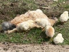 Ihre Kinder sitzen oder laufen whrenddessen in der Nhe herum und erkunden ihre neue Umgebung.